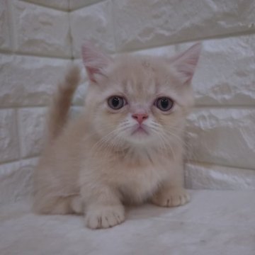 ミヌエット【静岡県・男の子・2024年7月18日・クリームタビー（ショート）】の写真「極短足の元気な男の子❗」