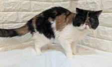 エキゾチックショートヘア【・女の子・2024年3月30日・キャリコ】