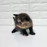 エキゾチックショートヘア【静岡県・女の子・2025年11月6日・トーティ】の写真10