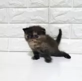 エキゾチックショートヘア【静岡県・女の子・2025年11月6日・トーティ】の写真11