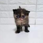 エキゾチックショートヘア【静岡県・女の子・2025年11月6日・トーティ】の写真12