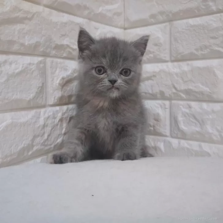 ID：2501-00810の子猫
