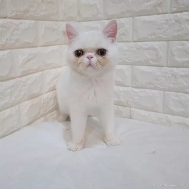 ID:2411-02090の子猫