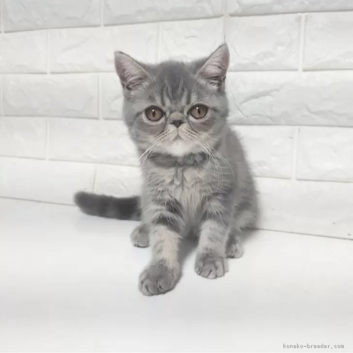 M.G 様のお迎えした子猫