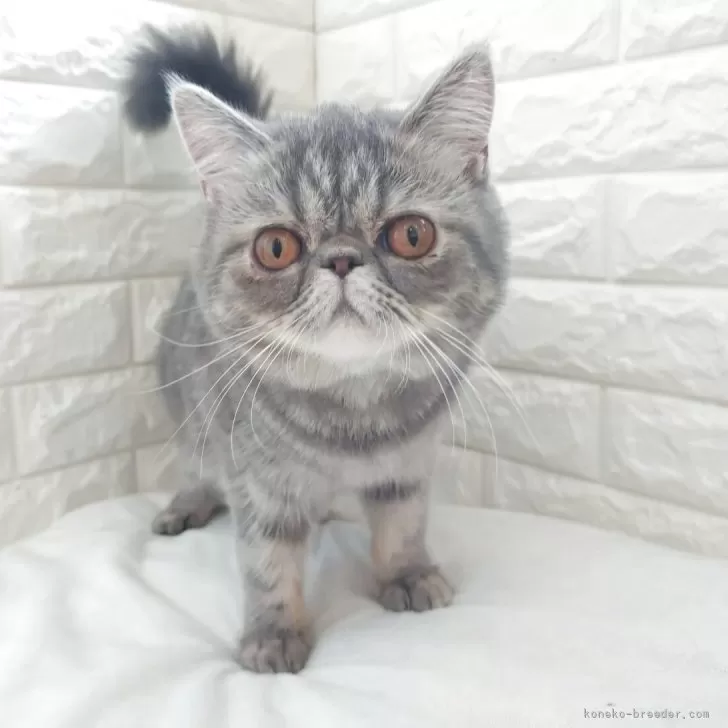 ID:2502-01323の子猫