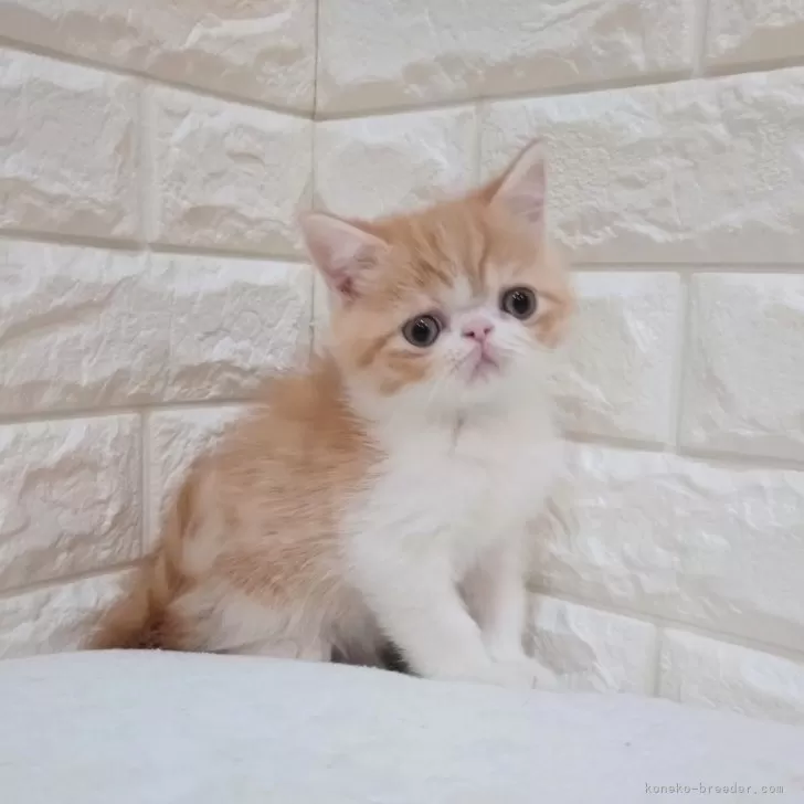 ID：2411-02120の子猫