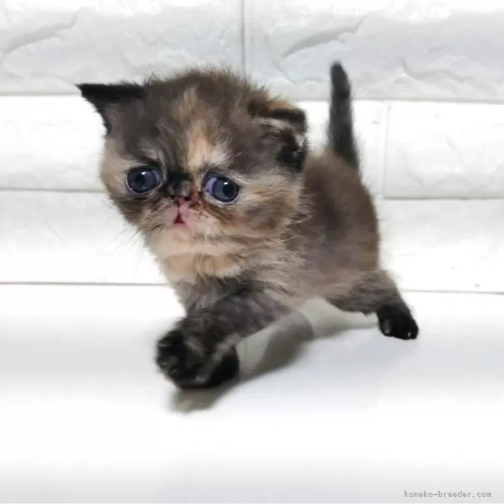 エキゾチックショートヘア【静岡県・女の子・2025年11月6日・トーティ】の写真1