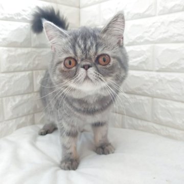 エキゾチックショートヘア【静岡県・女の子・2024年12月16日・ブルータビー（ショート）】の写真「人懐っこく穏やかな性格の女の子🥰」