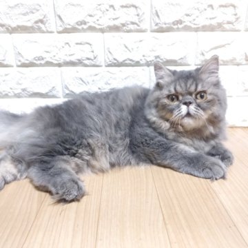エキゾチックショートヘア【静岡県・男の子・2025年3月1日・ブルータビー（ロング）】の写真「人懐っこく可愛い男の子☺️」
