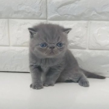 エキゾチックショートヘア【静岡県・男の子・2026年4月1日・ブルー（ショート）】の写真「ブルーの可愛い男の子✨🥳」