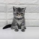 エキゾチックショートヘア