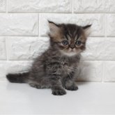 エキゾチックショートヘア