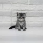 エキゾチックショートヘア