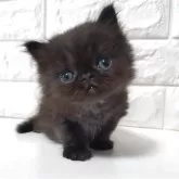 エキゾチックショートヘア