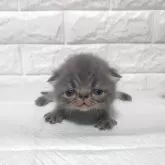 エキゾチックショートヘア