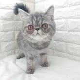 エキゾチックショートヘア