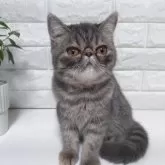 エキゾチックショートヘア
