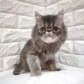 エキゾチックショートヘア