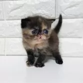 エキゾチックショートヘア【静岡県・女の子・2025年11月6日・トーティ】の写真3