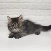 エキゾチックショートヘア【静岡県・男の子・2025年8月27日・ブラウンタビー】の写真3