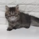 エキゾチックショートヘア【静岡県・男の子・2025年8月27日・ブラウンタビー】の写真5