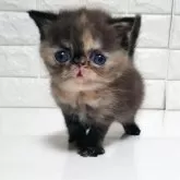 エキゾチックショートヘア【静岡県・女の子・2025年11月6日・トーティ】の写真5