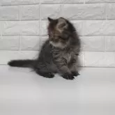 エキゾチックショートヘア【静岡県・男の子・2025年8月27日・ブラウンタビー】の写真6