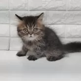 エキゾチックショートヘア【静岡県・男の子・2025年8月27日・ブラウンタビー】の写真9