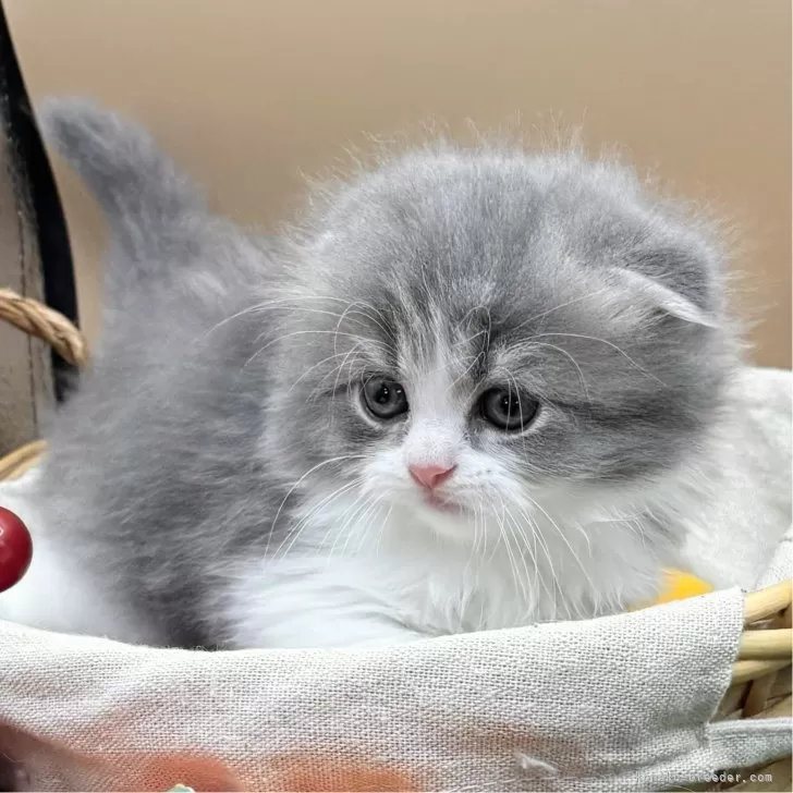 ID:2406-02680の子猫