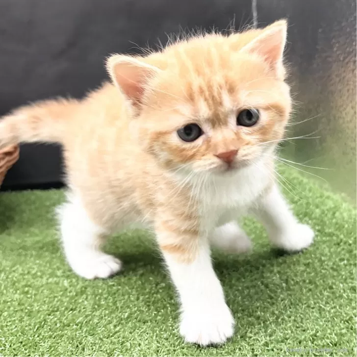 ID：2412-00060の子猫