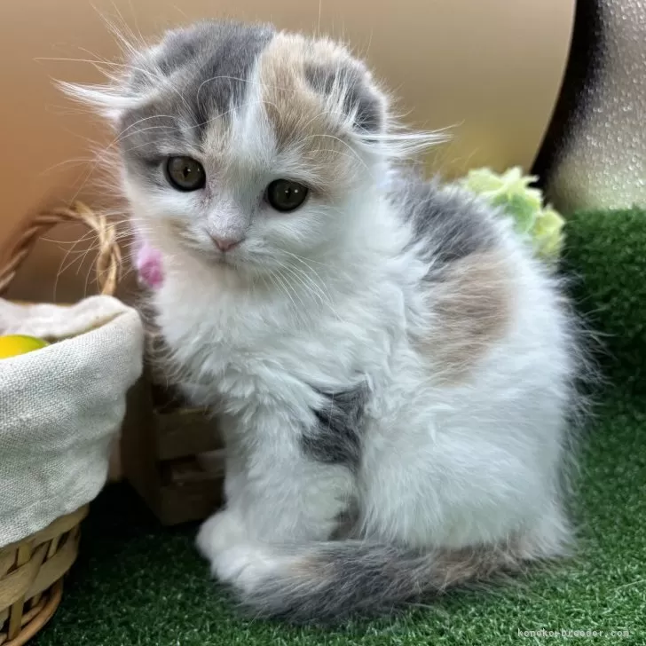 ID：2401-01670の子猫
