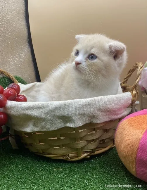 ID:2107-02723の子猫