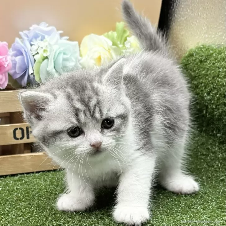 ID：2406-02674の子猫