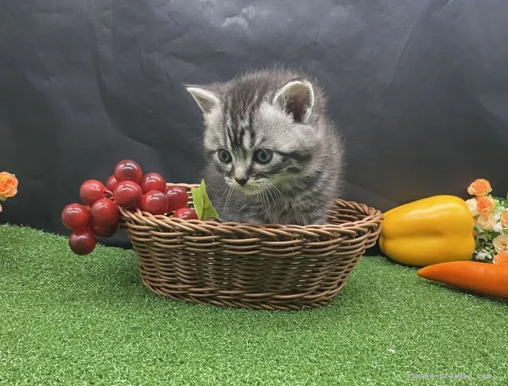 ID:2101-01388の子猫
