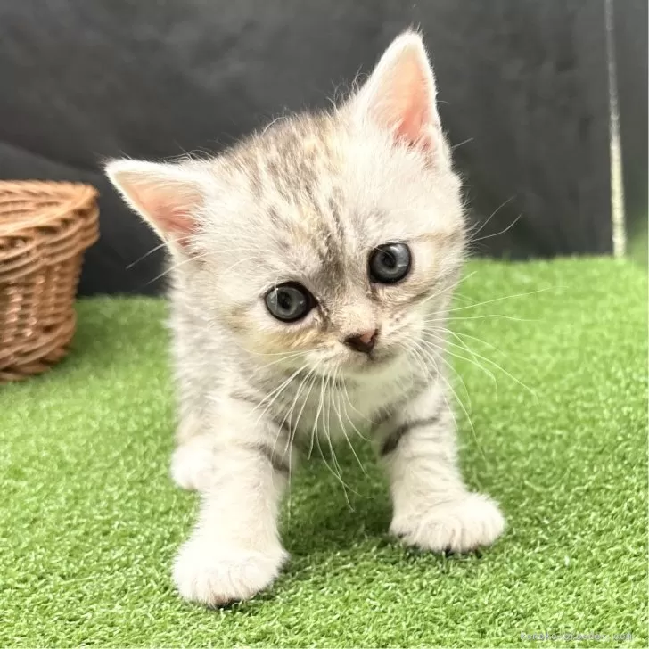 ID：2408-01540の子猫