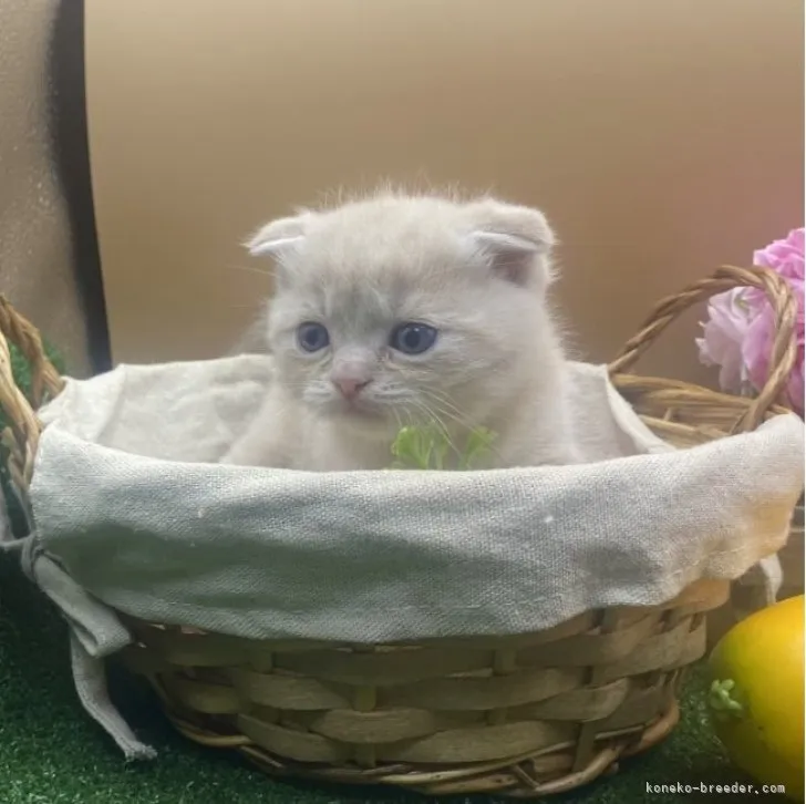 ID:2311-02463の子猫