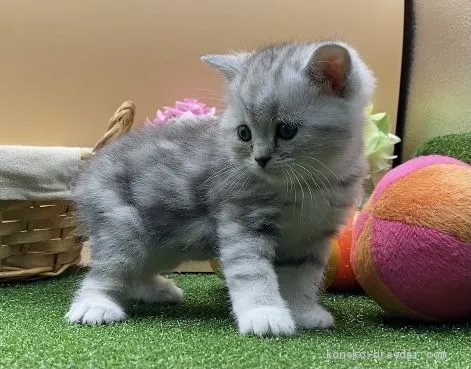 ID：2102-00008の子猫