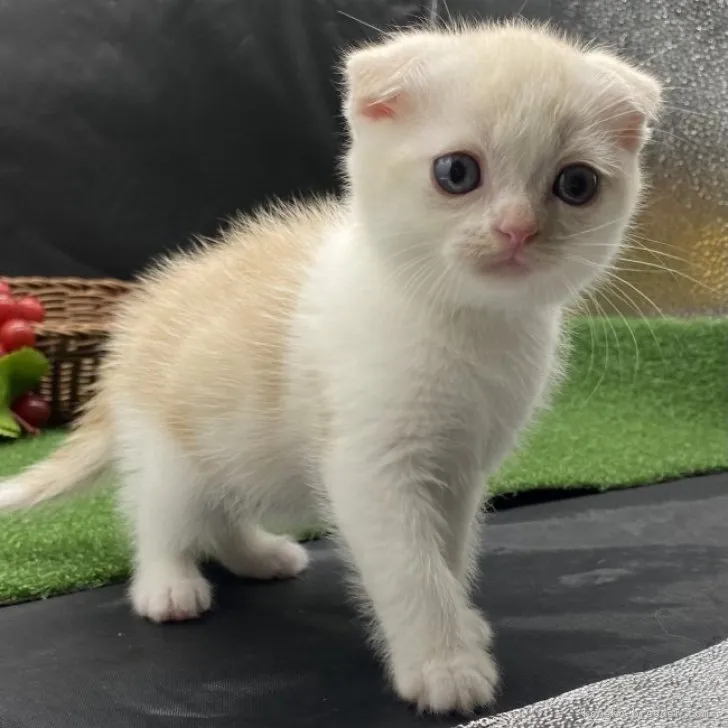 ID：2311-02458の子猫