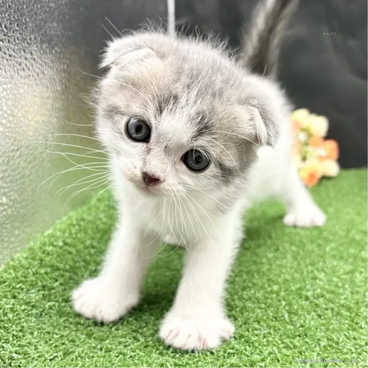 ID：2408-00253の子猫