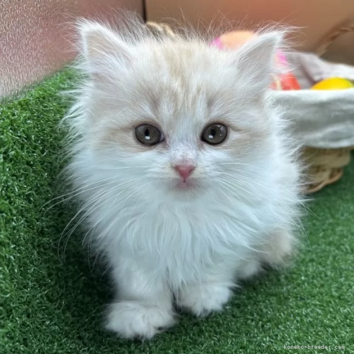 ID：2401-01711の子猫