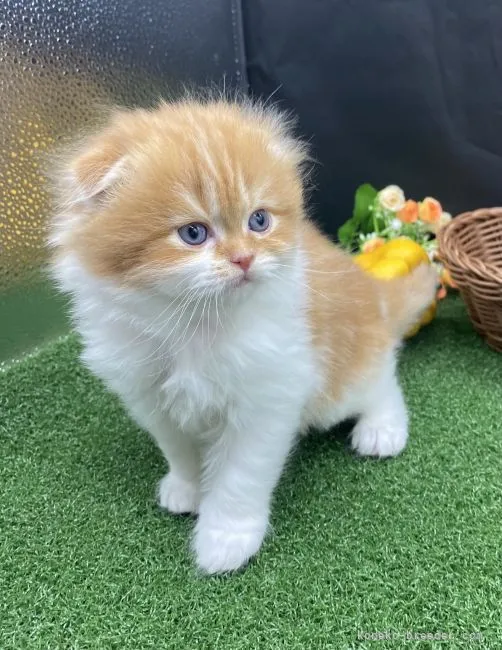 ID：2111-01714の子猫