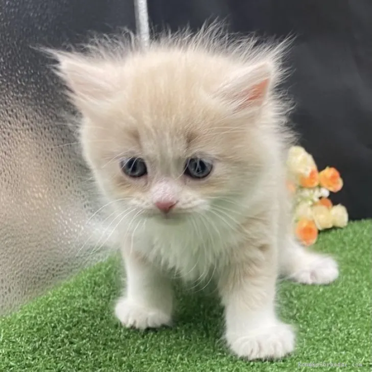 ID:2307-03358の子猫