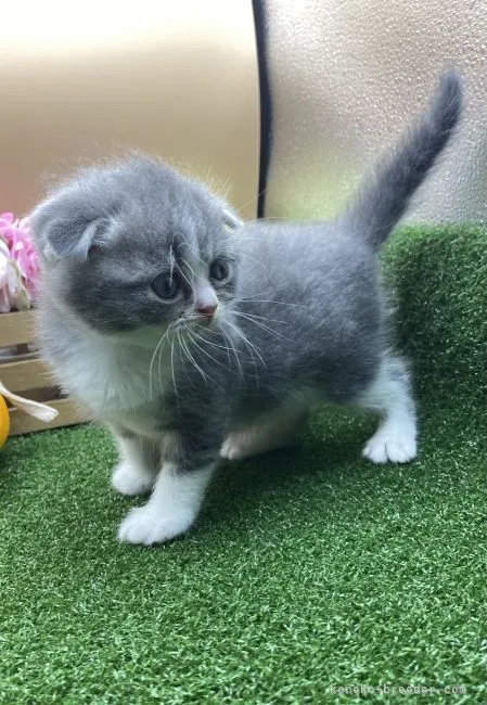 ID：2110-01098の子猫