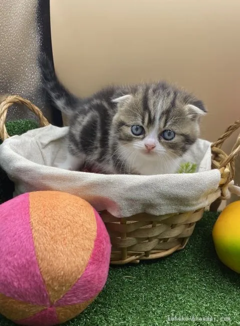 ID：2110-01099の子猫