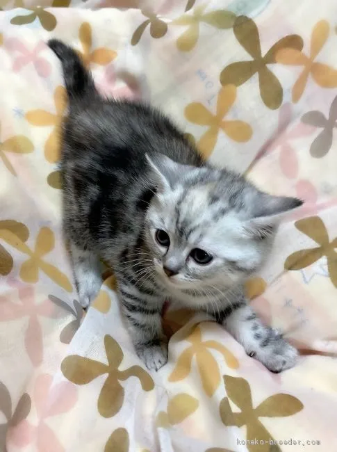 ID:2102-01083の子猫