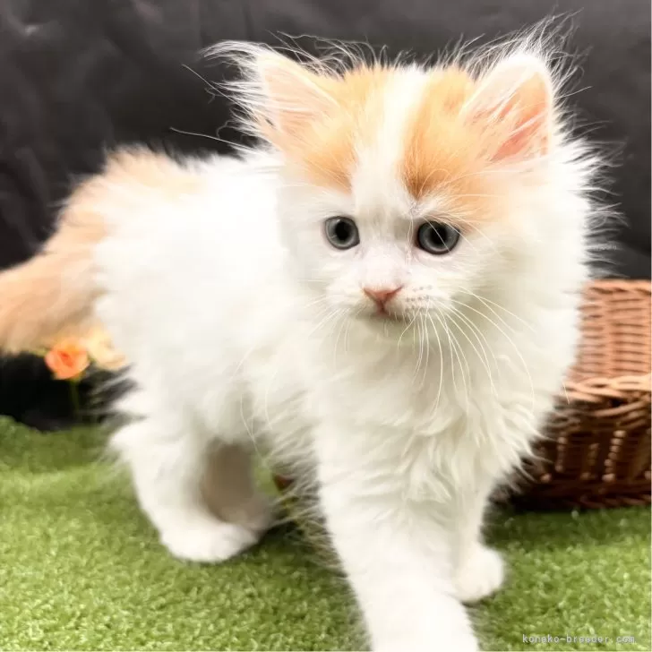 ID:2407-03000の子猫