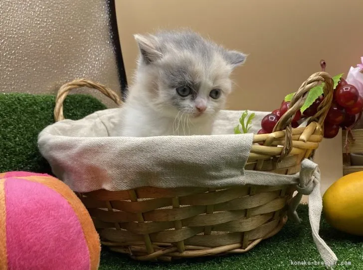 ID：2103-00459の子猫