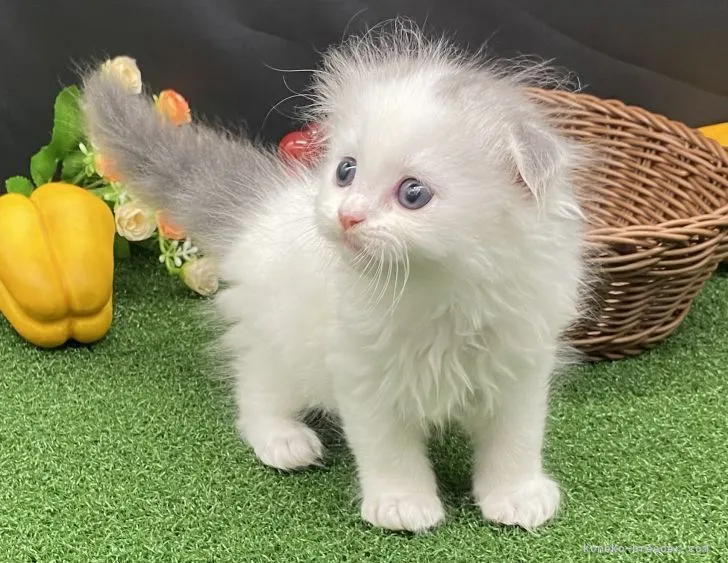 ID:2107-01403の子猫