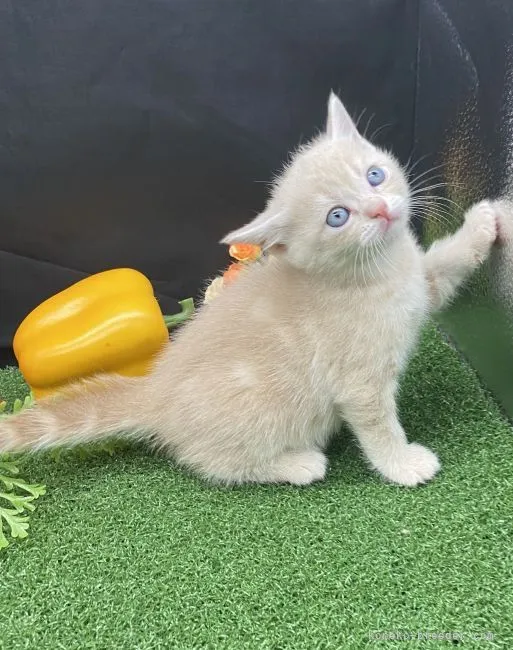 ID：2105-02187の子猫