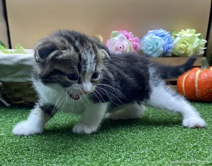 ID：2012-00424の子猫